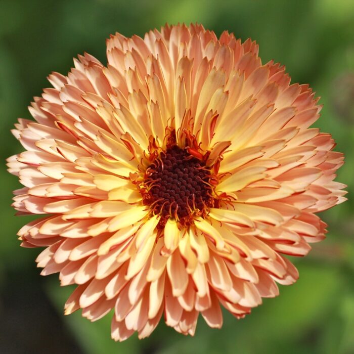 calencula strawberry blonde calencula strawberry blonde