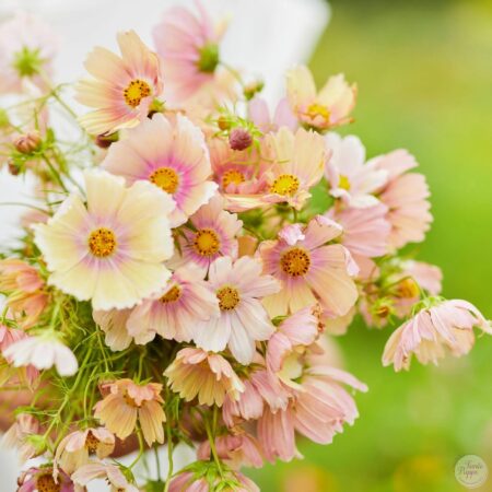 Cosmos mix apricot