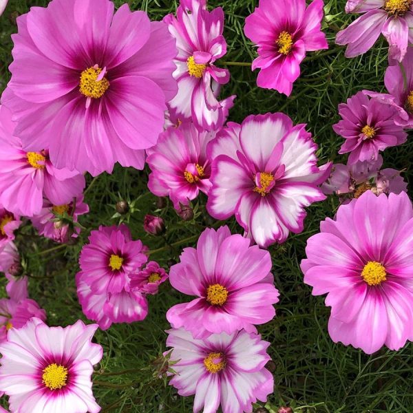 Cosmos mix rosa y blanco