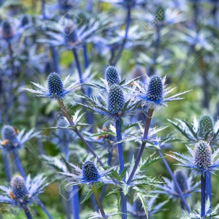 Eryngium