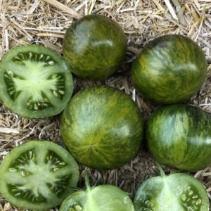 Tomate AB Tiger Pilar