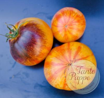 t alices dream Frutos de Tomate Alice's Dreams maduros en huerto orgánico