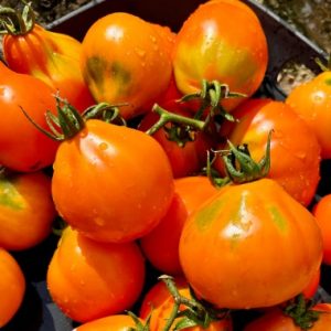 Tomate Alladin´s Lamp
