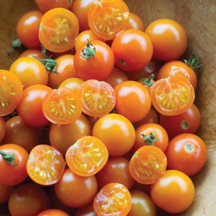 Frutos de Tomate Allure aterciopelado de piel opaca en huerto orgánico