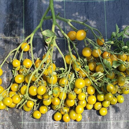 Racimos de Tomate Amber Keyes de color verde intenso en huerto orgánico