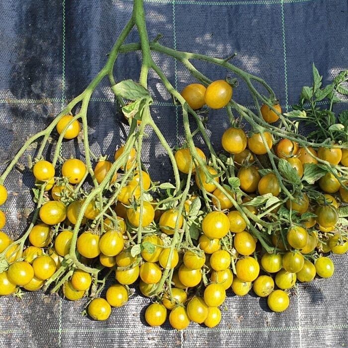 Racimos de Tomate Amber Keyes de color verde intenso en huerto orgánico
