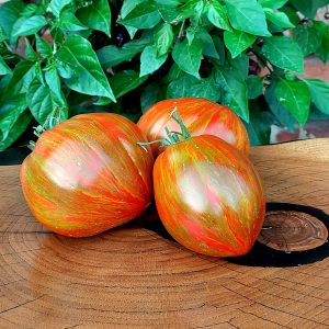 Tomate Berkeley Tie Die heart