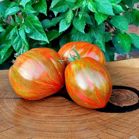 Tomate Berkeley Tie Dye heart