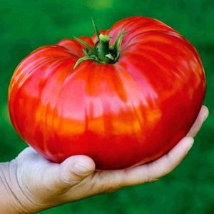 Tomate Big Zac