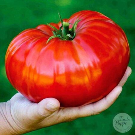 Tomate Big Zac