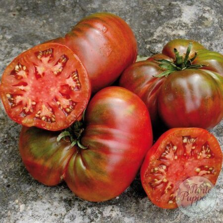 Tomate Black Seaman