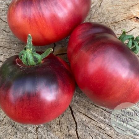 Tomate Blue wonder