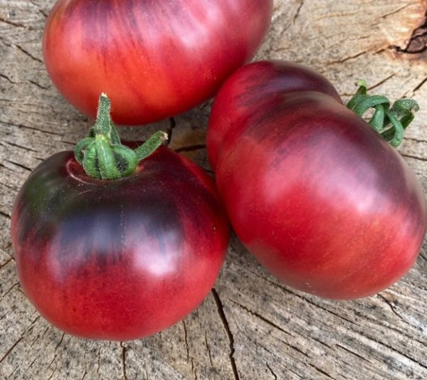 Tomate Blue wonder