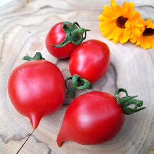 Tomate Borgo celano (de guarda)