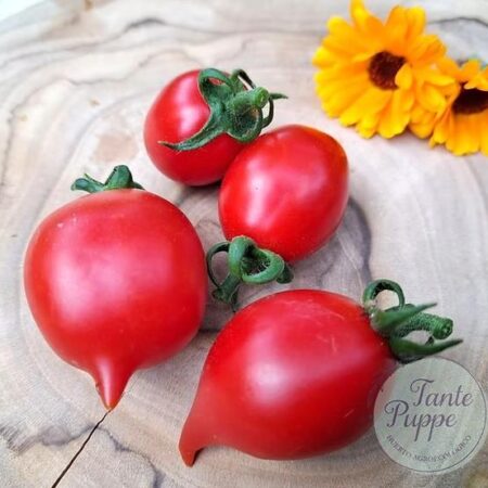 Tomate Borgo celano (tomate de guarda)