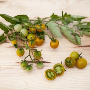 Tomate Bosque green