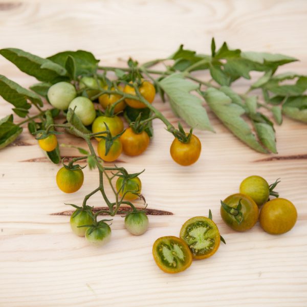 Tomate Bosque green