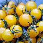 tomate bosque yellow
