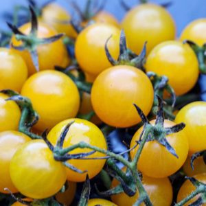 Tomate Bosque yellow