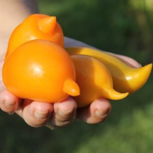 Tomate Buratino naranjo