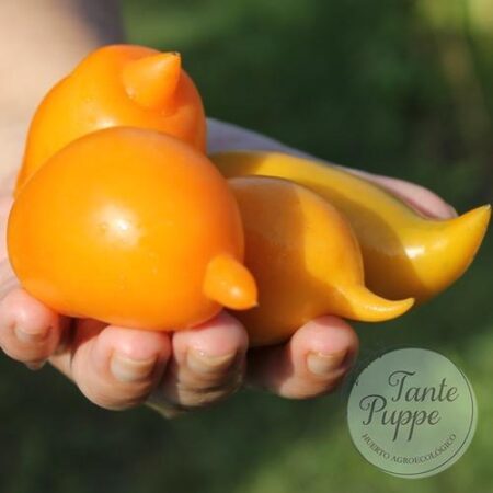 Tomate Buratino naranjo