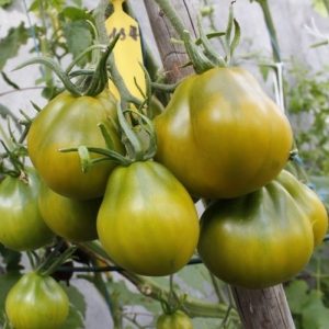 Tomate Cherokee Green pear