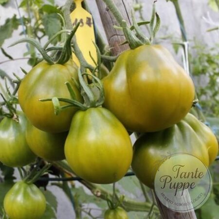 Tomate Cherokee Green pear