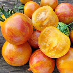 Tomate copia z dziobkiem
