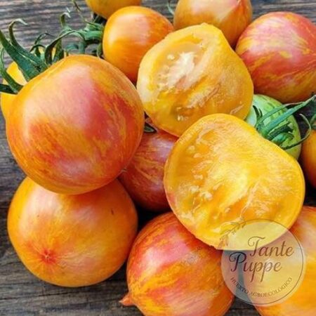 Tomate copia z dziobkiem