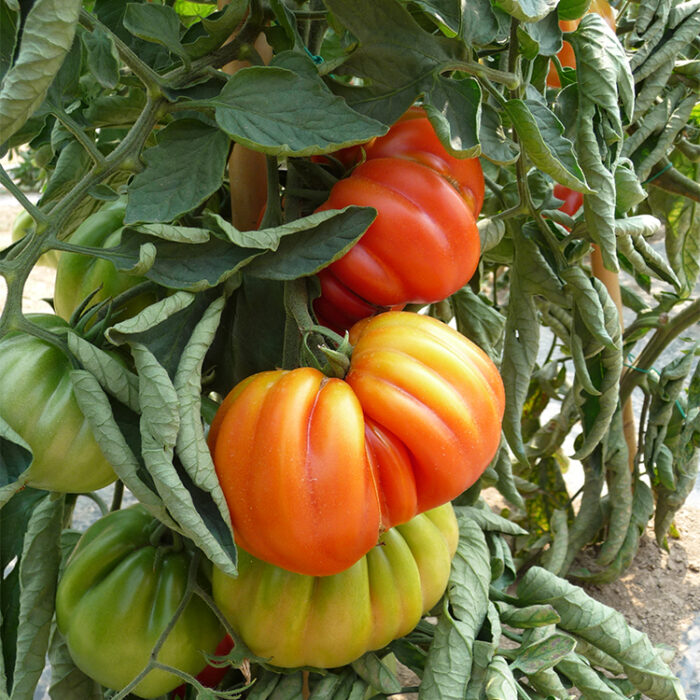 t cotelee dv t cotelee dv