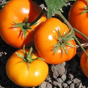 Tomate Custard Gloss