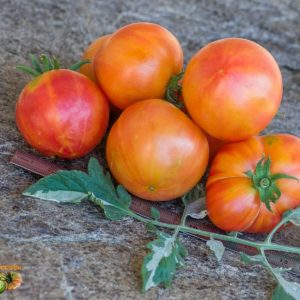 Tomate Dragon variegado