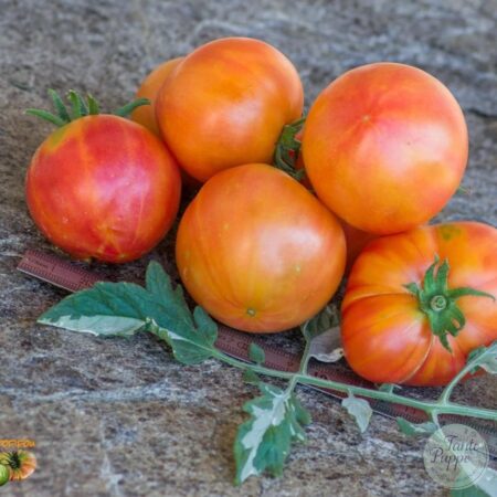 Tomate Dragon variegado