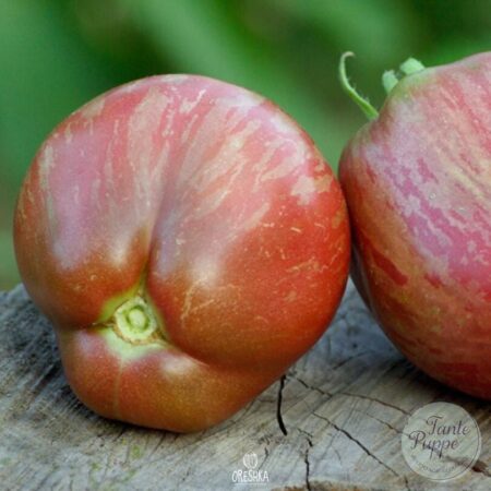 Tomate Dwarf Grail Fresh
