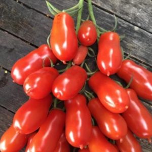 Tomate Flashen