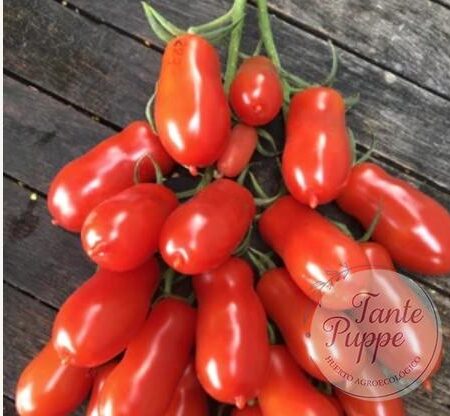 Tomate Flashen