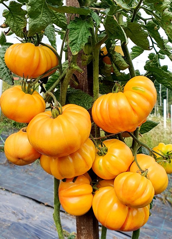 Tomate Florentine beauty