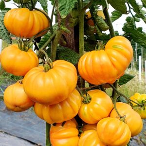 Tomate Florentine beauty