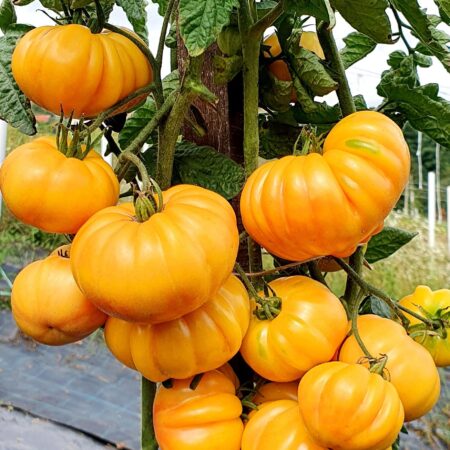 Tomate Florentine beauty