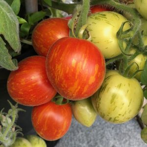 Tomate Fuzzy wozzi dwarf