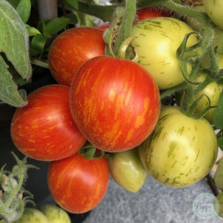 Tomate Fuzzy wuzzy dwarf