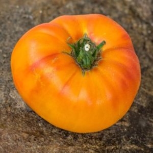 Tomate German gold