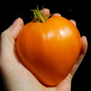 Tomate German Gold strawberry