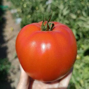 Tomate Huertero mapuche