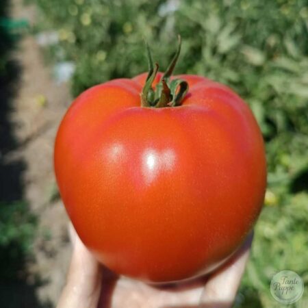 Tomate Huertero mapuche