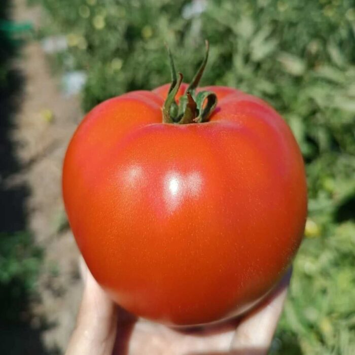 t huertero mapuche t huertero mapuche