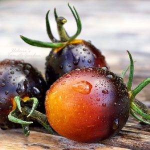 Tomate Indigo kumquat