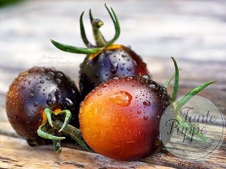 Tomate Indigo kumquat