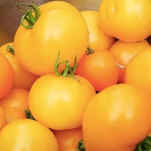 Tomate Jubilee