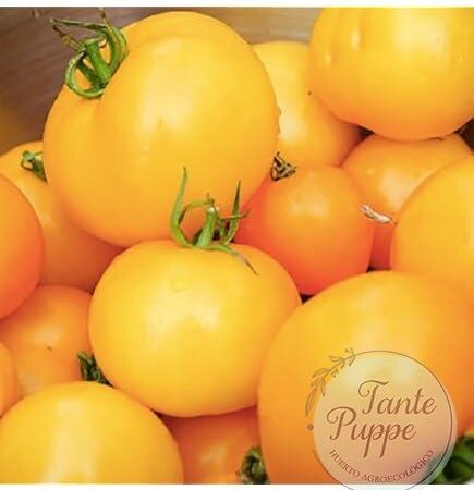 Tomate Jubilee